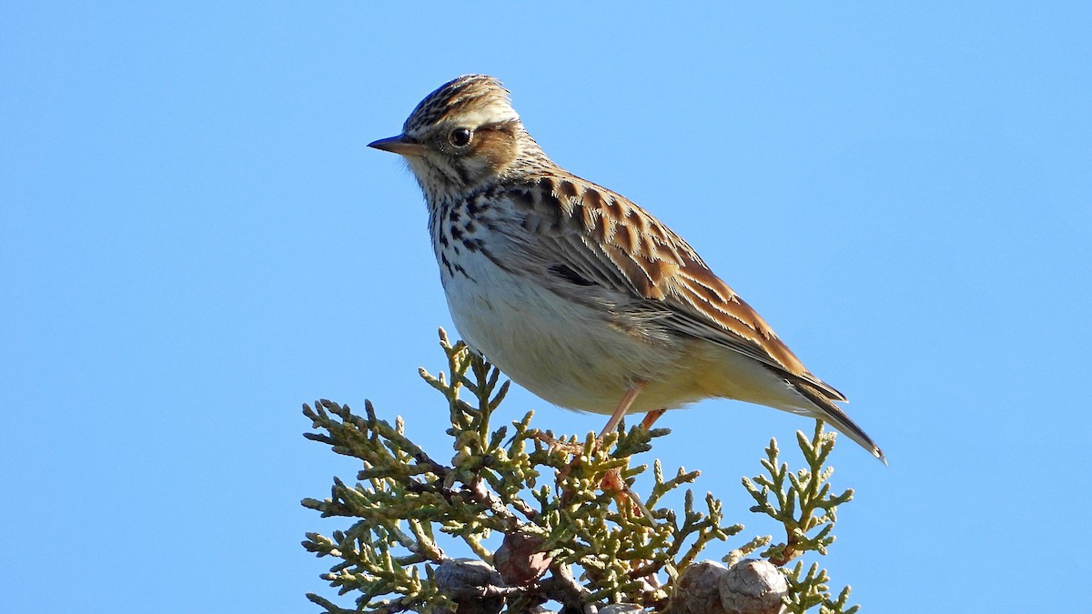 Wood Lark - ML409988311