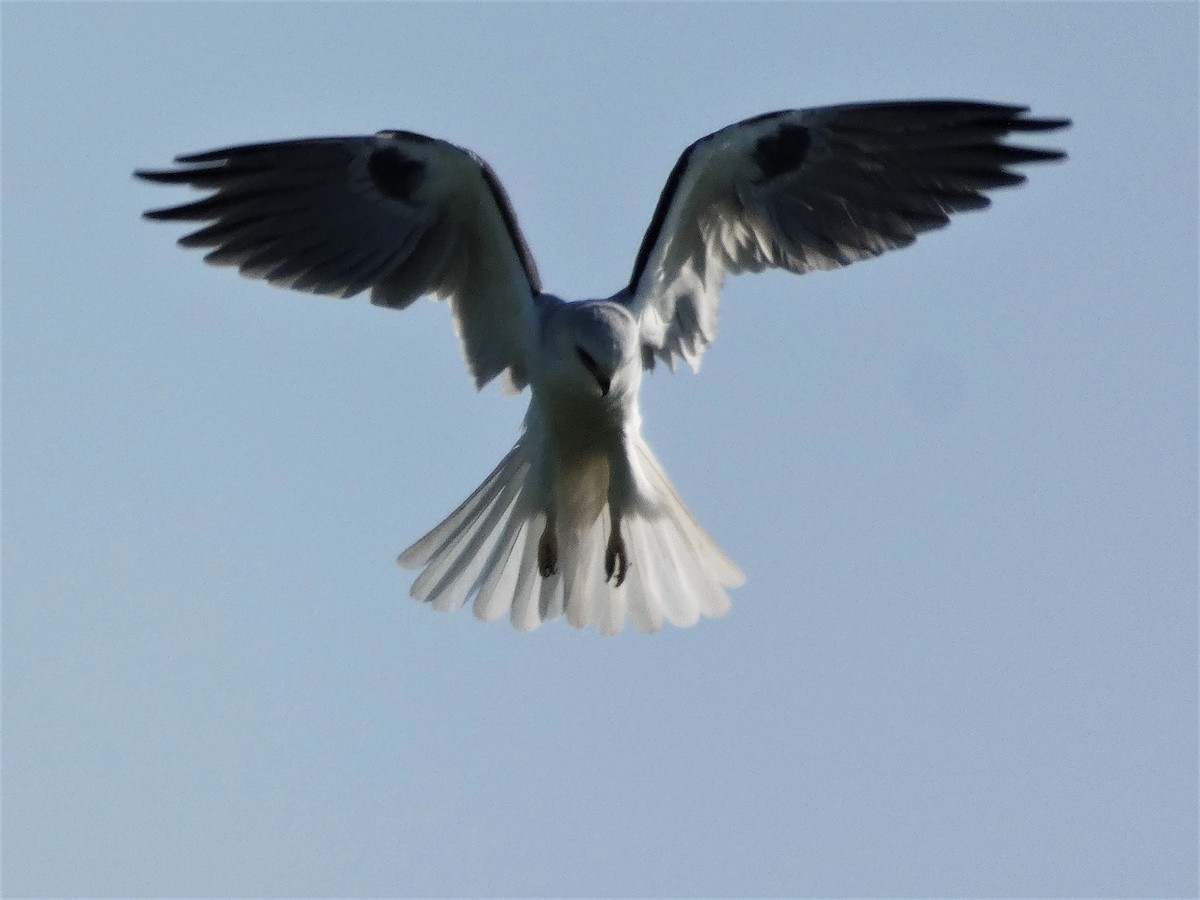 White-tailed Kite - ML409988361
