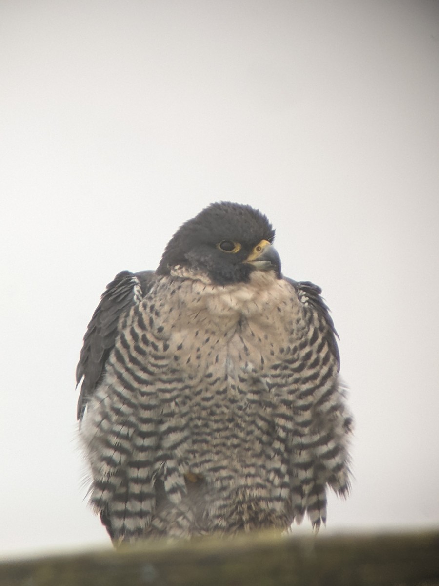 Peregrine Falcon - Kilian White