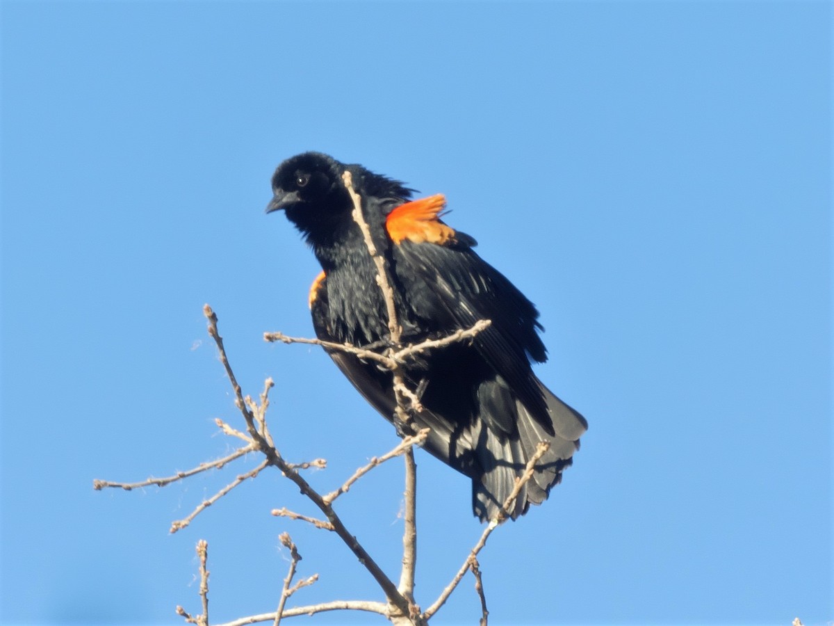 Red-winged Blackbird - ML409989891