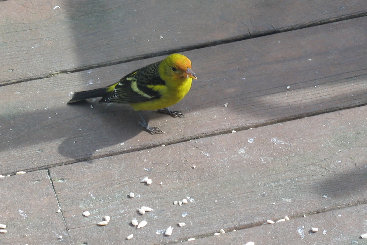 Western Tanager - ML409990131