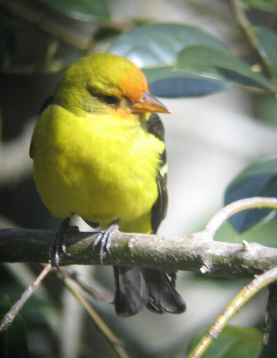 Western Tanager - ML409990141