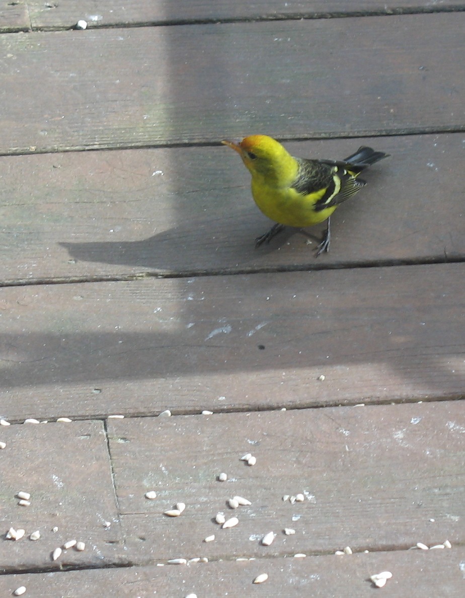 Western Tanager - ML409990151