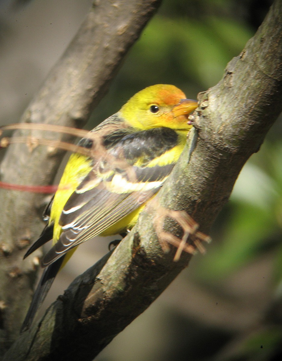 Western Tanager - ML409990181