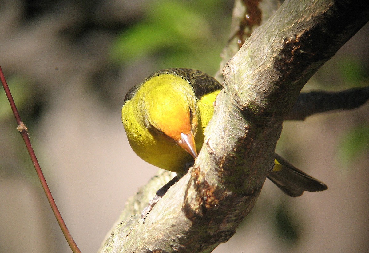 Western Tanager - ML409990191
