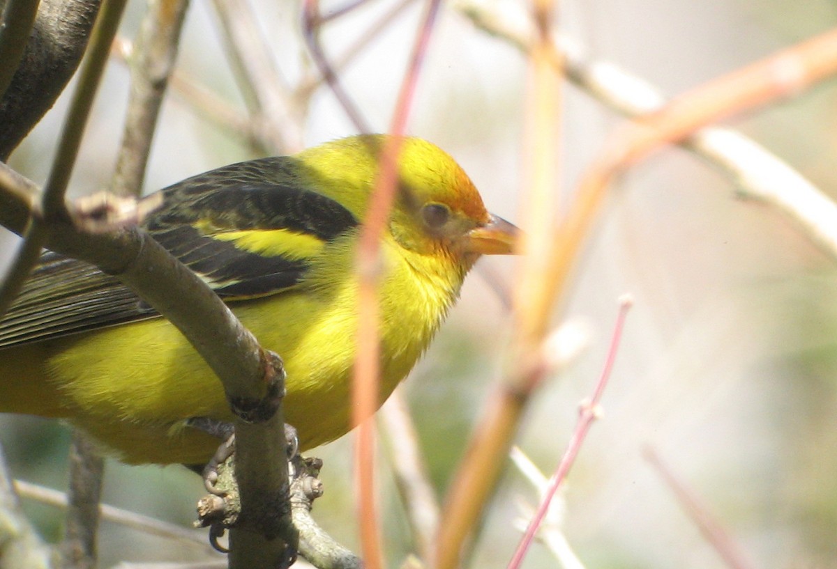 Western Tanager - ML409990201