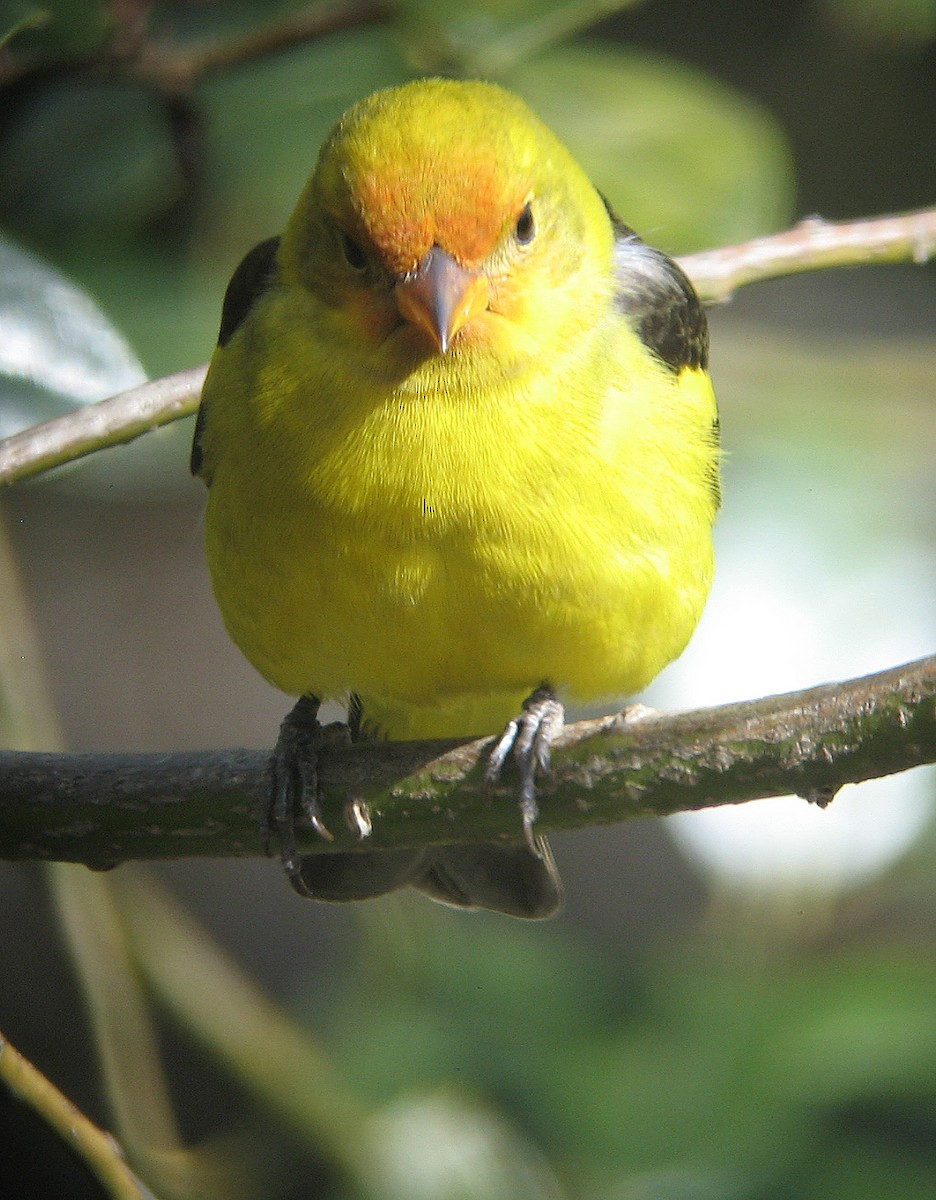 Western Tanager - ML409990211