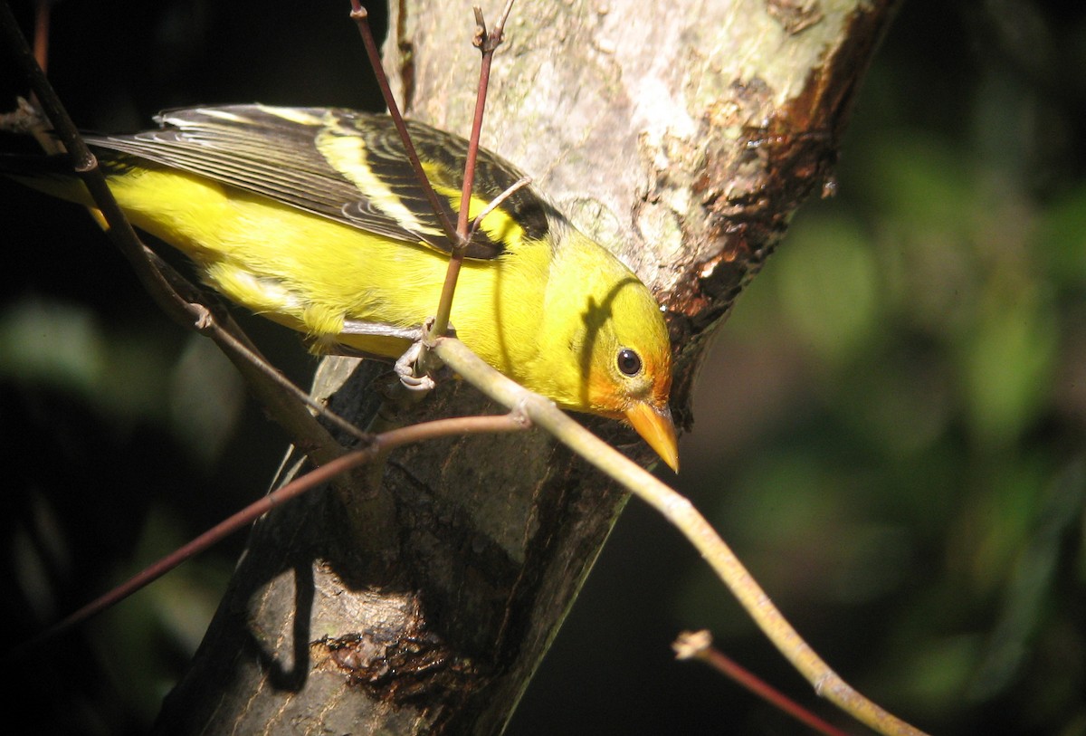 Western Tanager - ML409990221