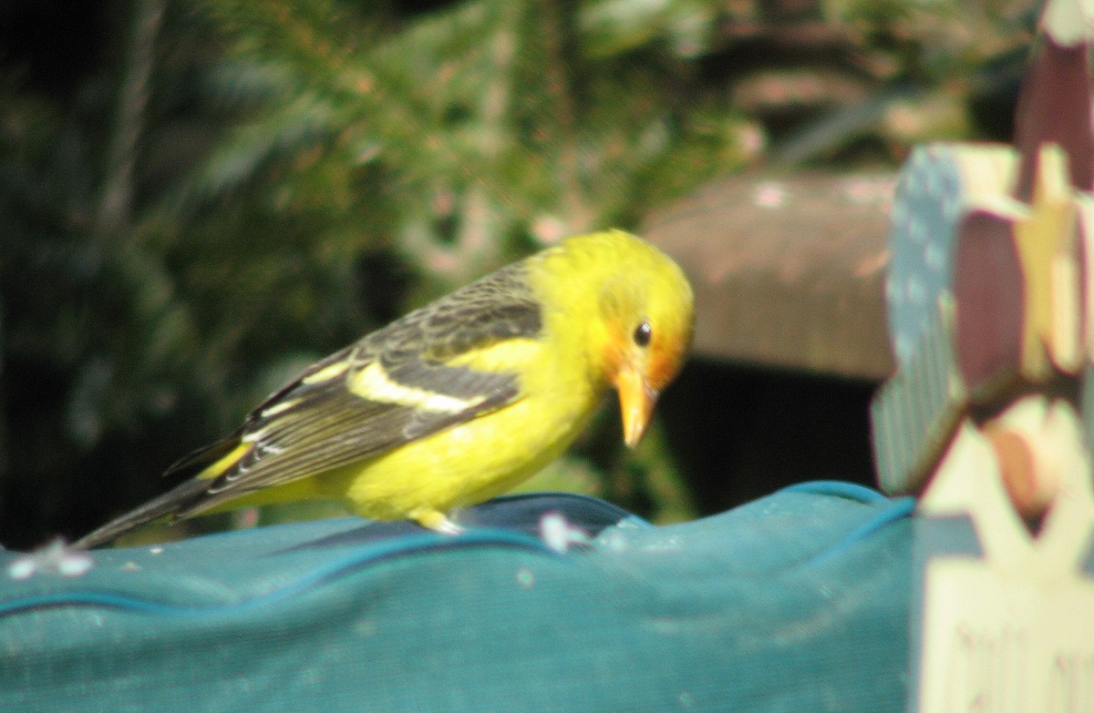 Western Tanager - ML409990231
