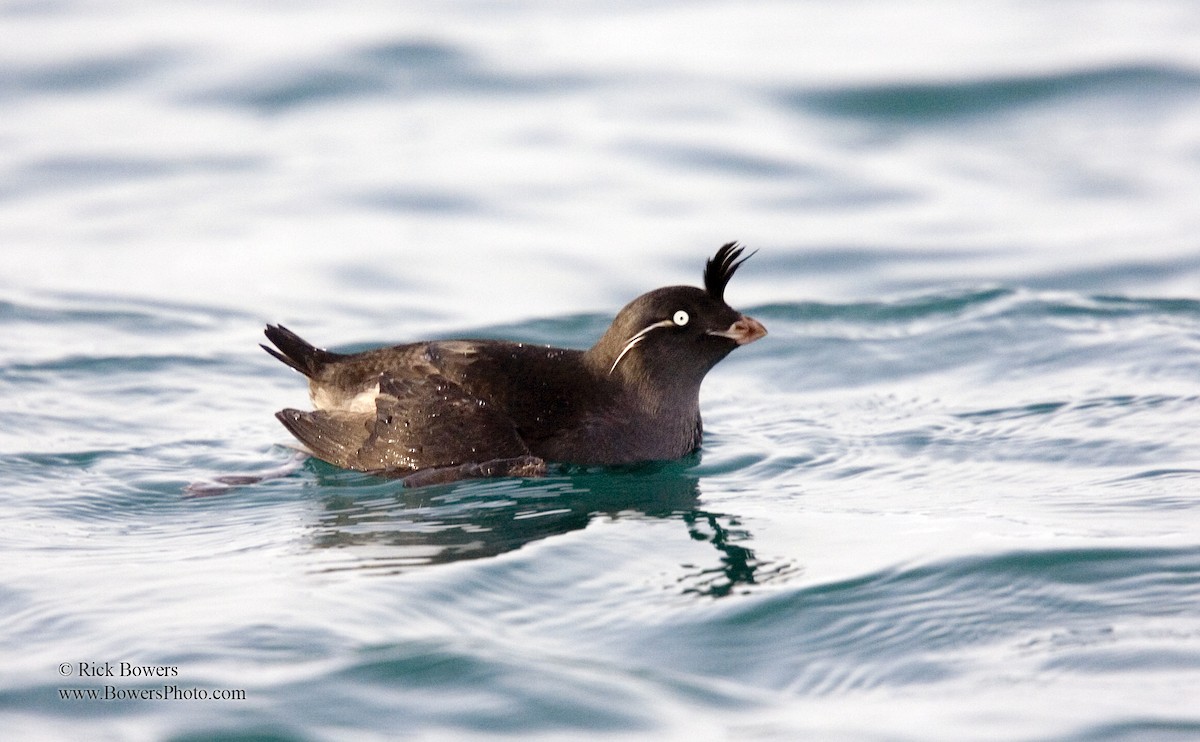 Crested Auklet - Rick Bowers