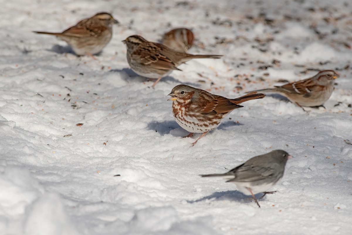 Fox Sparrow (Red) - ML409990931