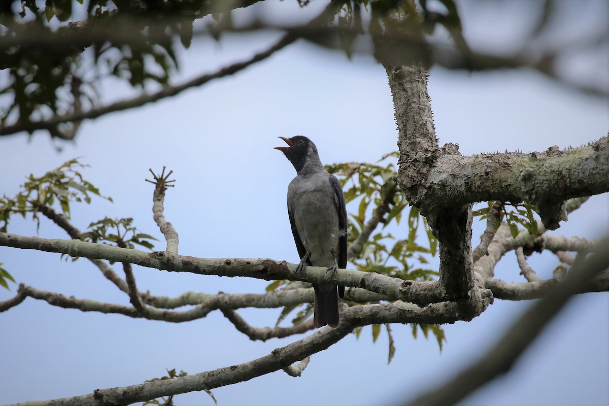 Black-faced Cotinga - ML409991311