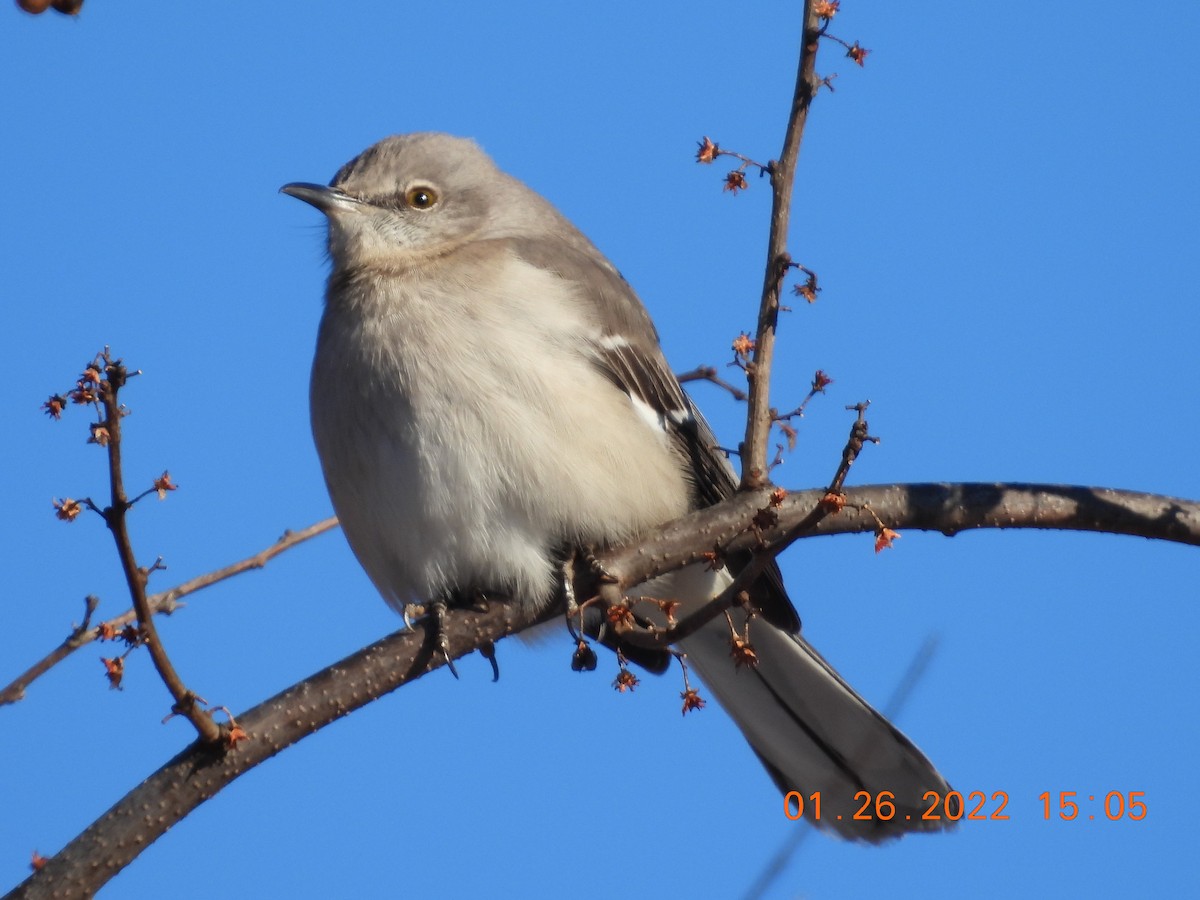 Northern Mockingbird - ML409991961