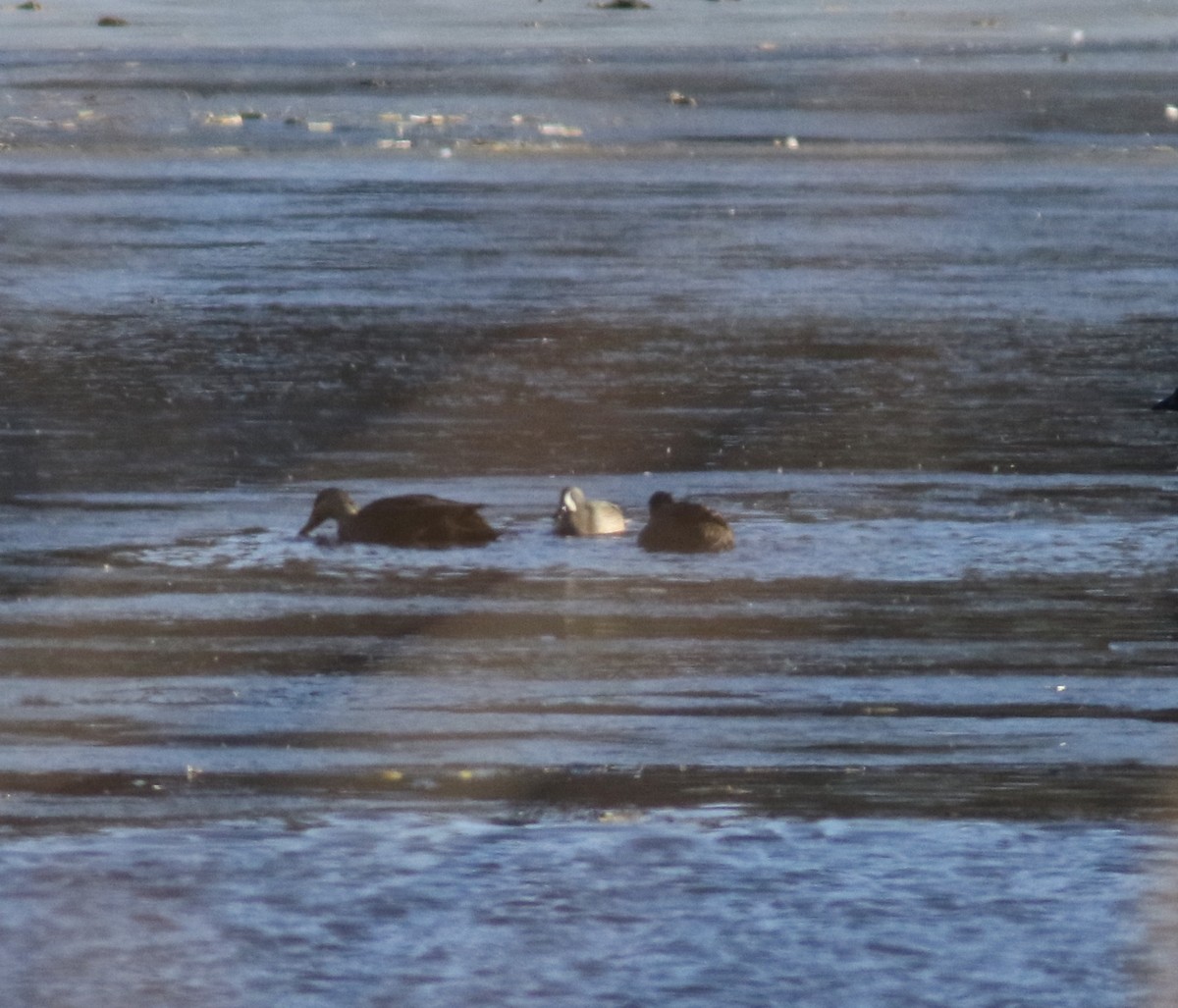 Blue-winged Teal - ML409993391