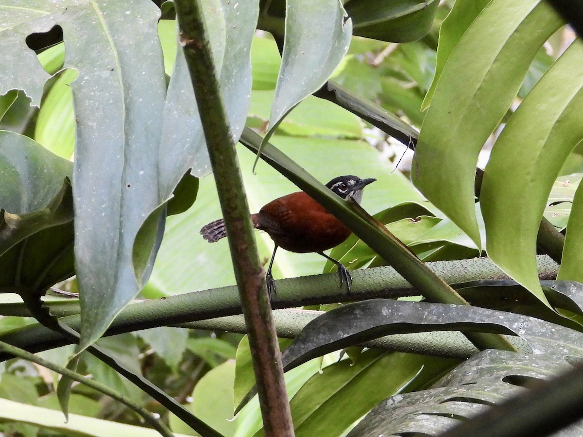 střízlík čepičatý - ML409993471