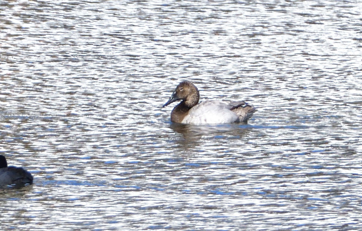 Canvasback - ML409996481