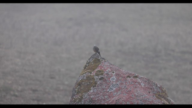 Rostbürzel-Buschtyrann - ML409998381