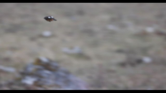 Red-rumped Bush-Tyrant - ML409998591