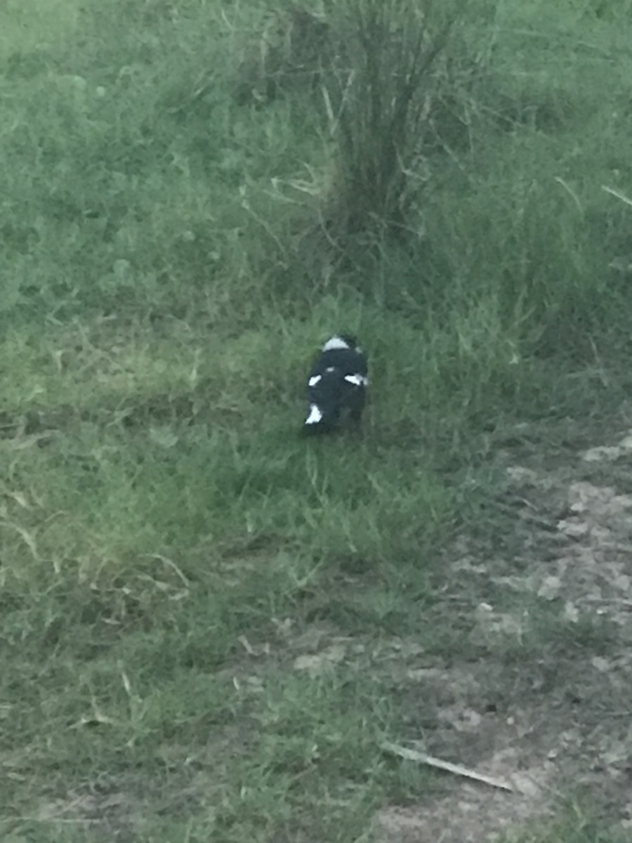 Australian Magpie - ML409998691