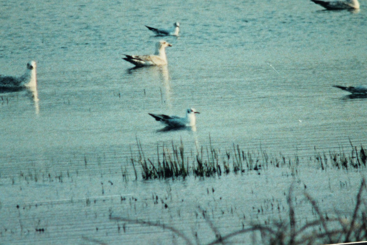 Bonaparte's Gull - ML40999931