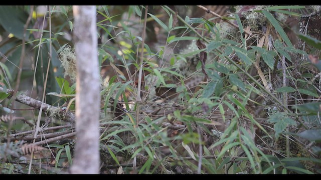 Hermit Wood-Wren - ML409999921