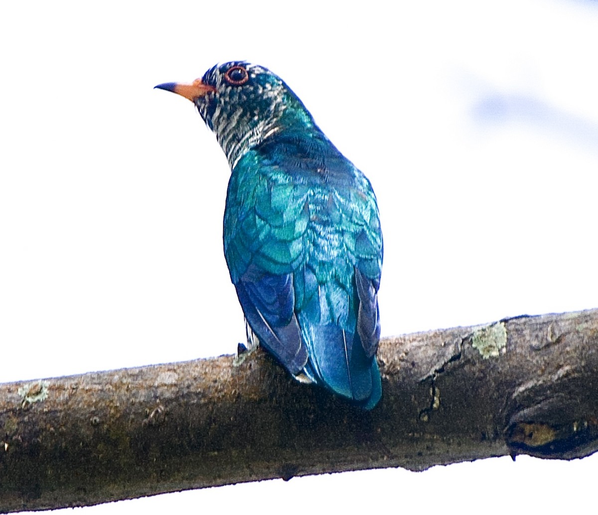 Asian Emerald Cuckoo - ML410001171