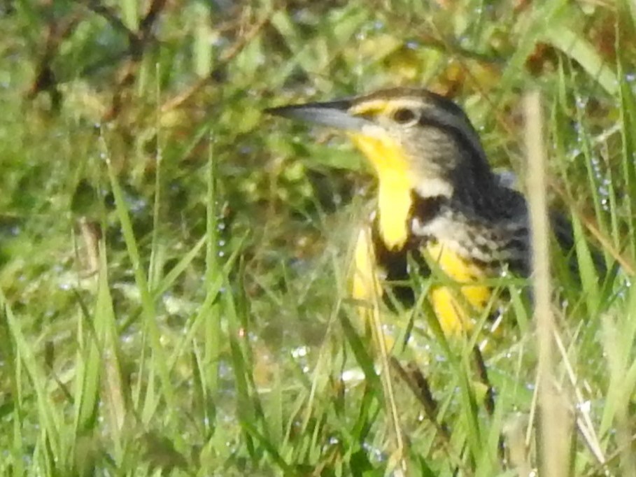 Western Meadowlark - David Smith