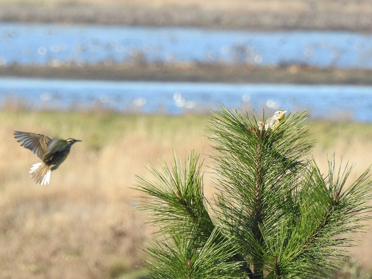 Western Meadowlark - David Smith