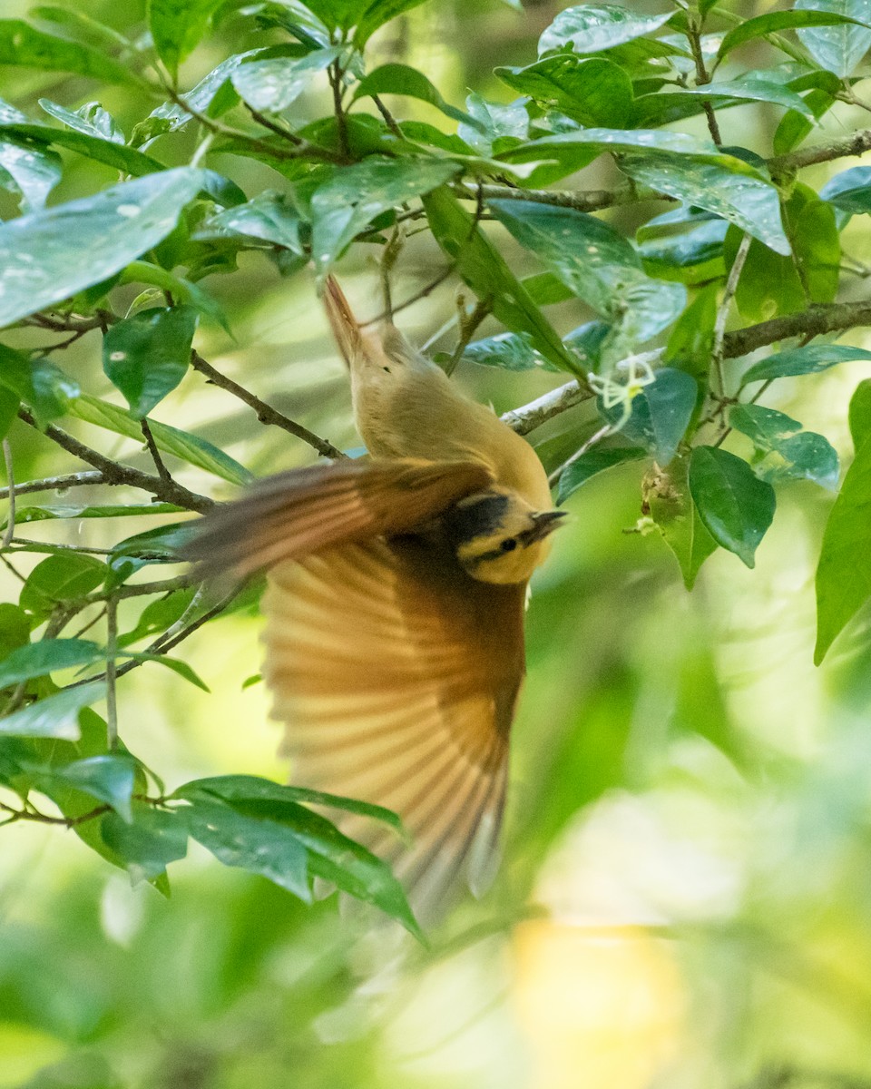 Buff-fronted Foliage-gleaner - Hank Davis