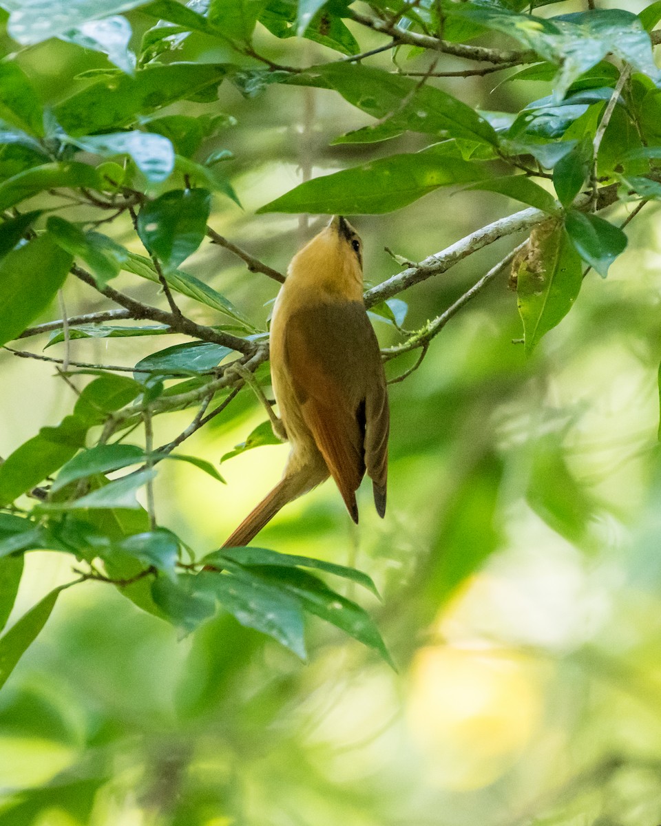 Buff-fronted Foliage-gleaner - Hank Davis