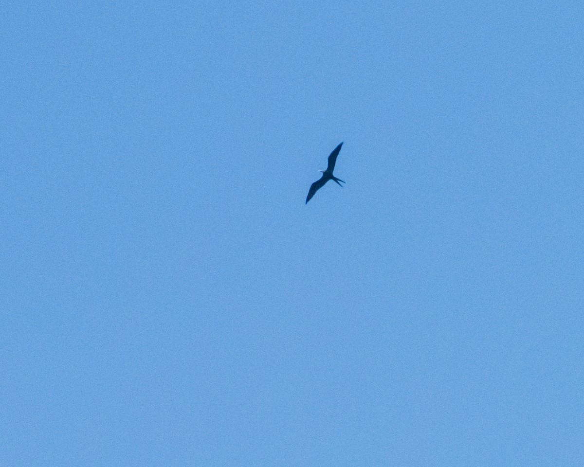 Magnificent Frigatebird - Hank Davis