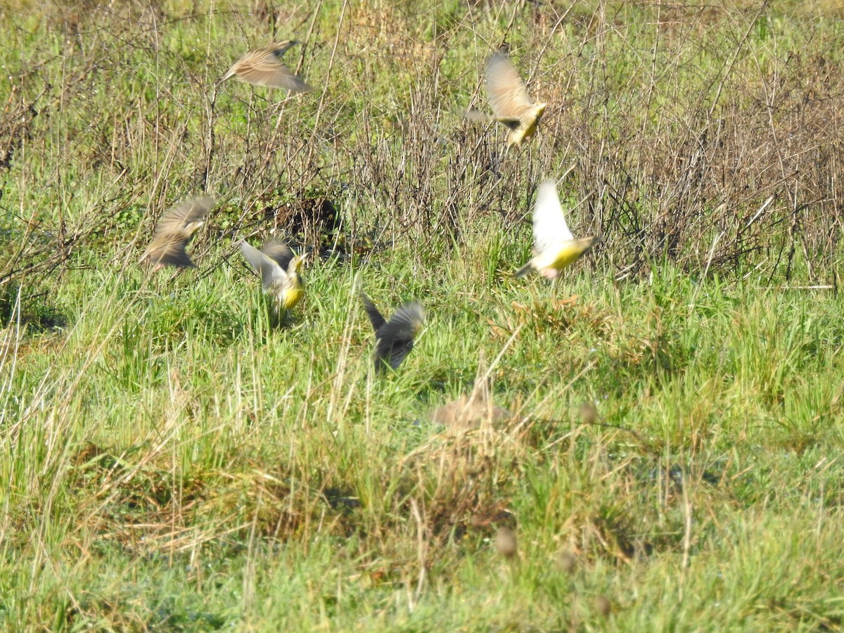 Western Meadowlark - ML410005611