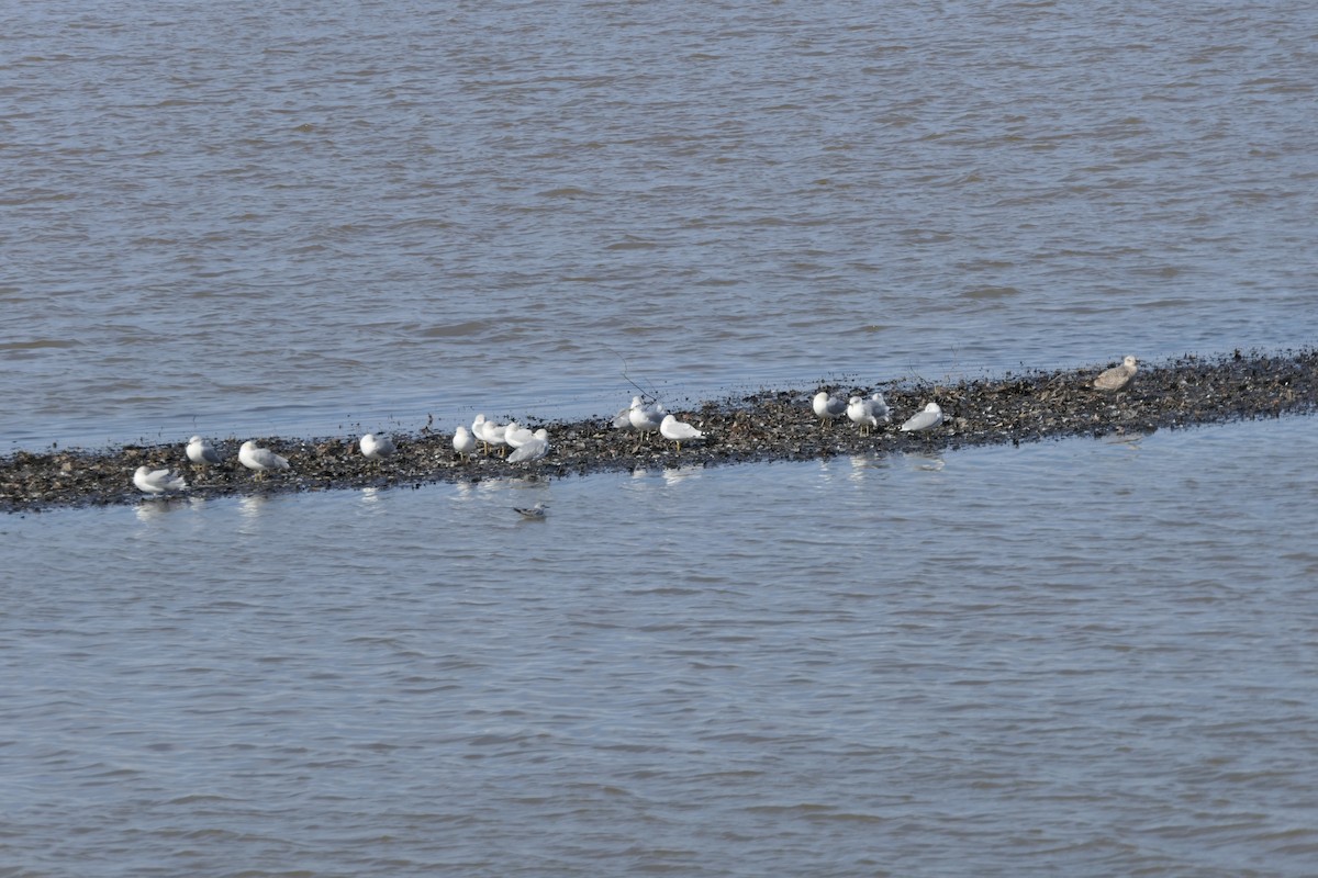 Ring-billed Gull - ML410006771
