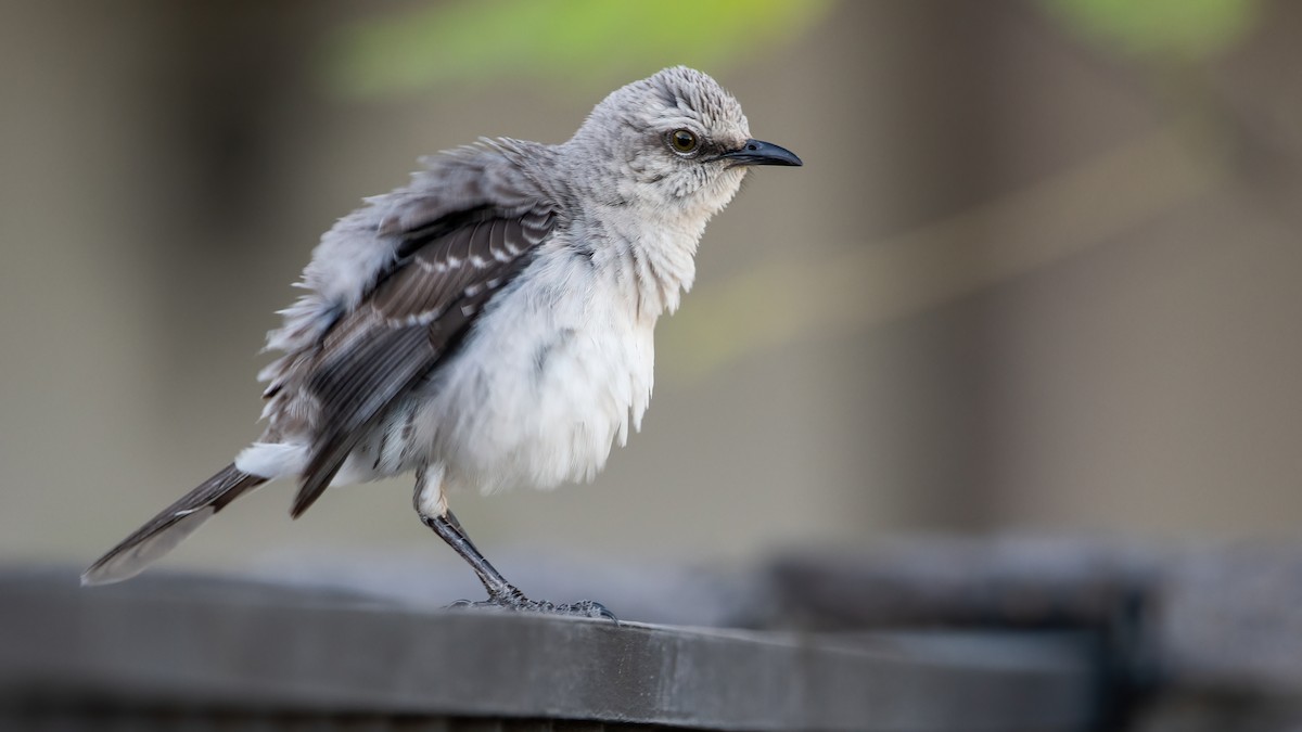 Tropical Mockingbird - ML410007701