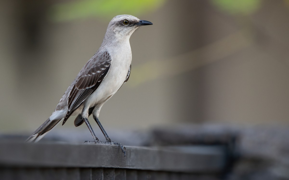 Tropical Mockingbird - ML410007711