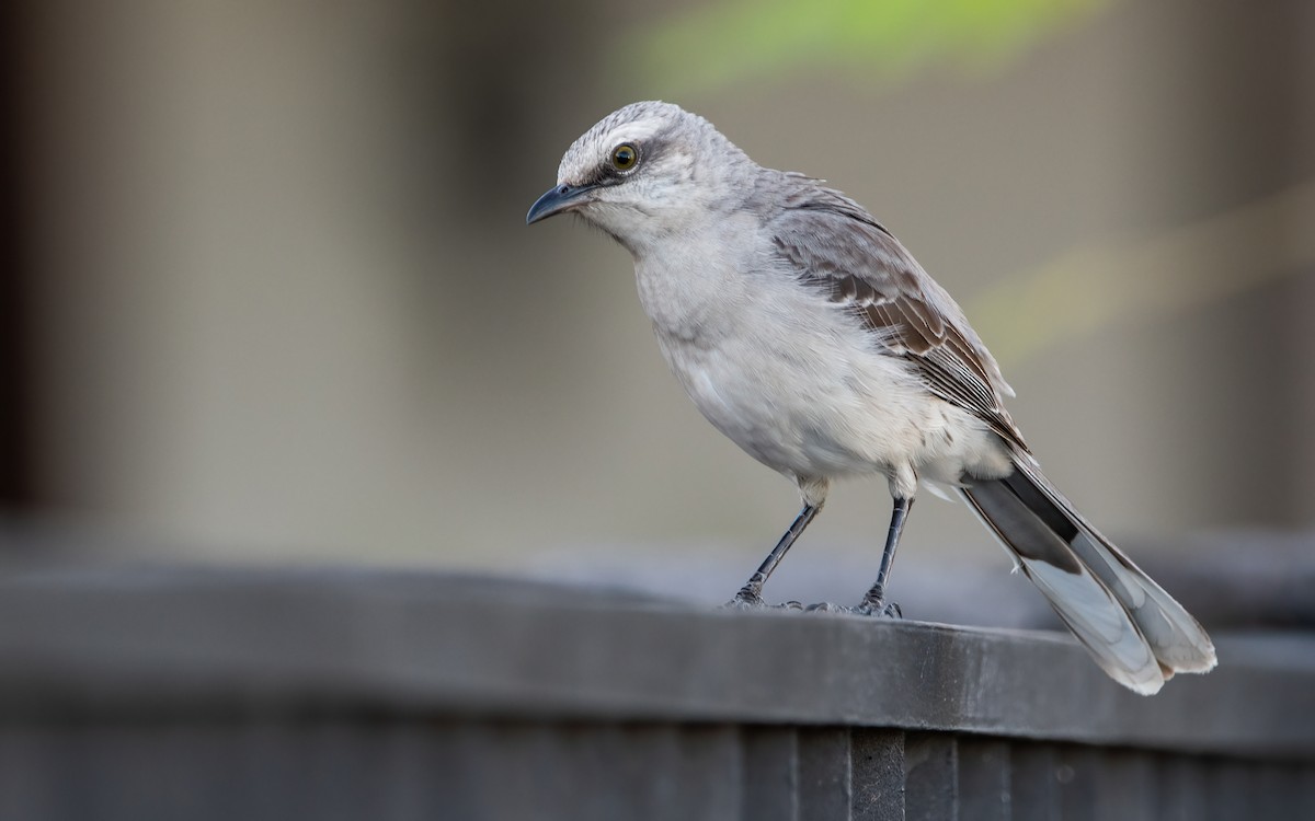 Tropical Mockingbird - ML410007721