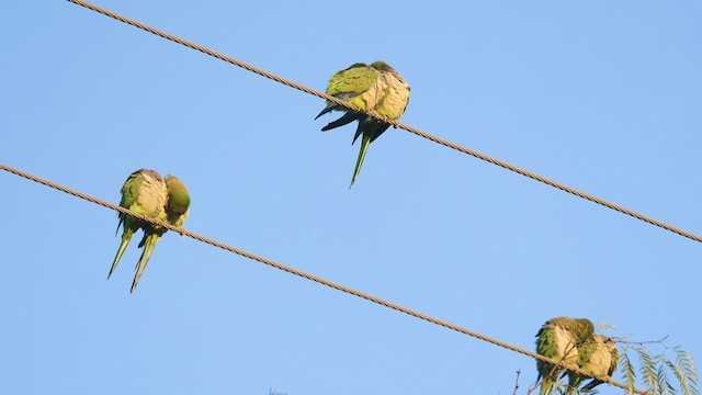 Monk Parakeet - ML410011351