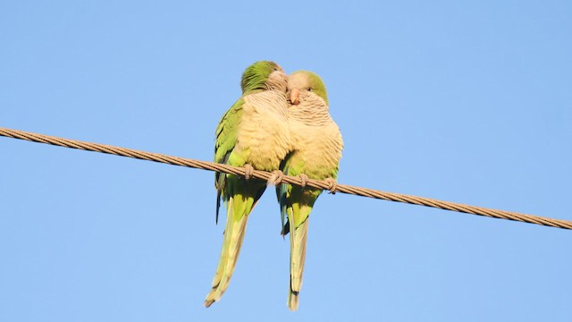 Monk Parakeet - ML410011361