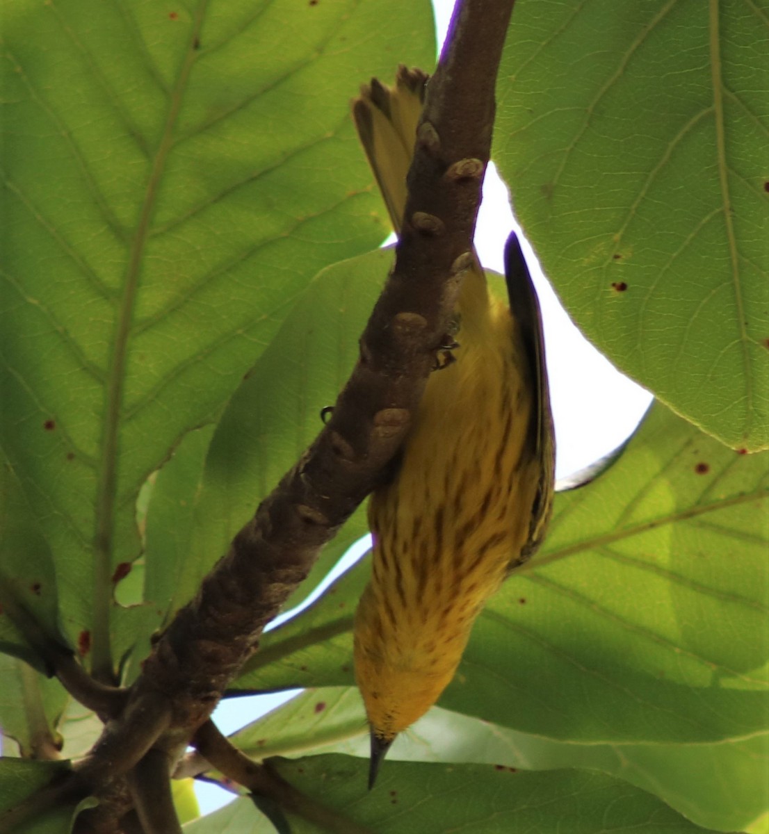 Yellow Warbler - ML410012511