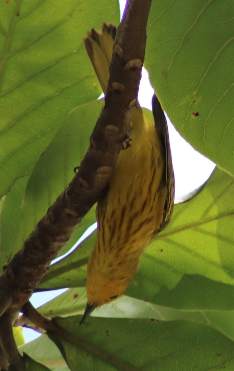 Paruline jaune - ML410012541