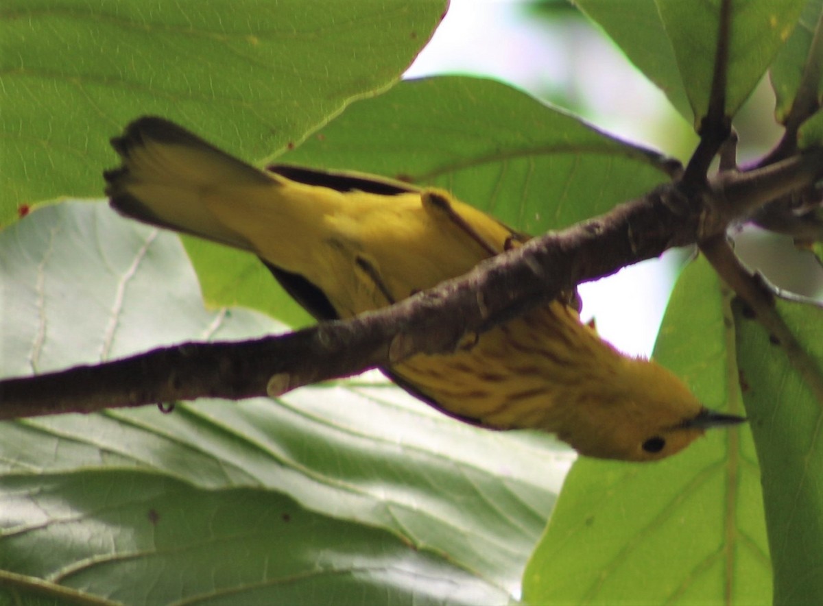 Yellow Warbler - Jenny Rogers