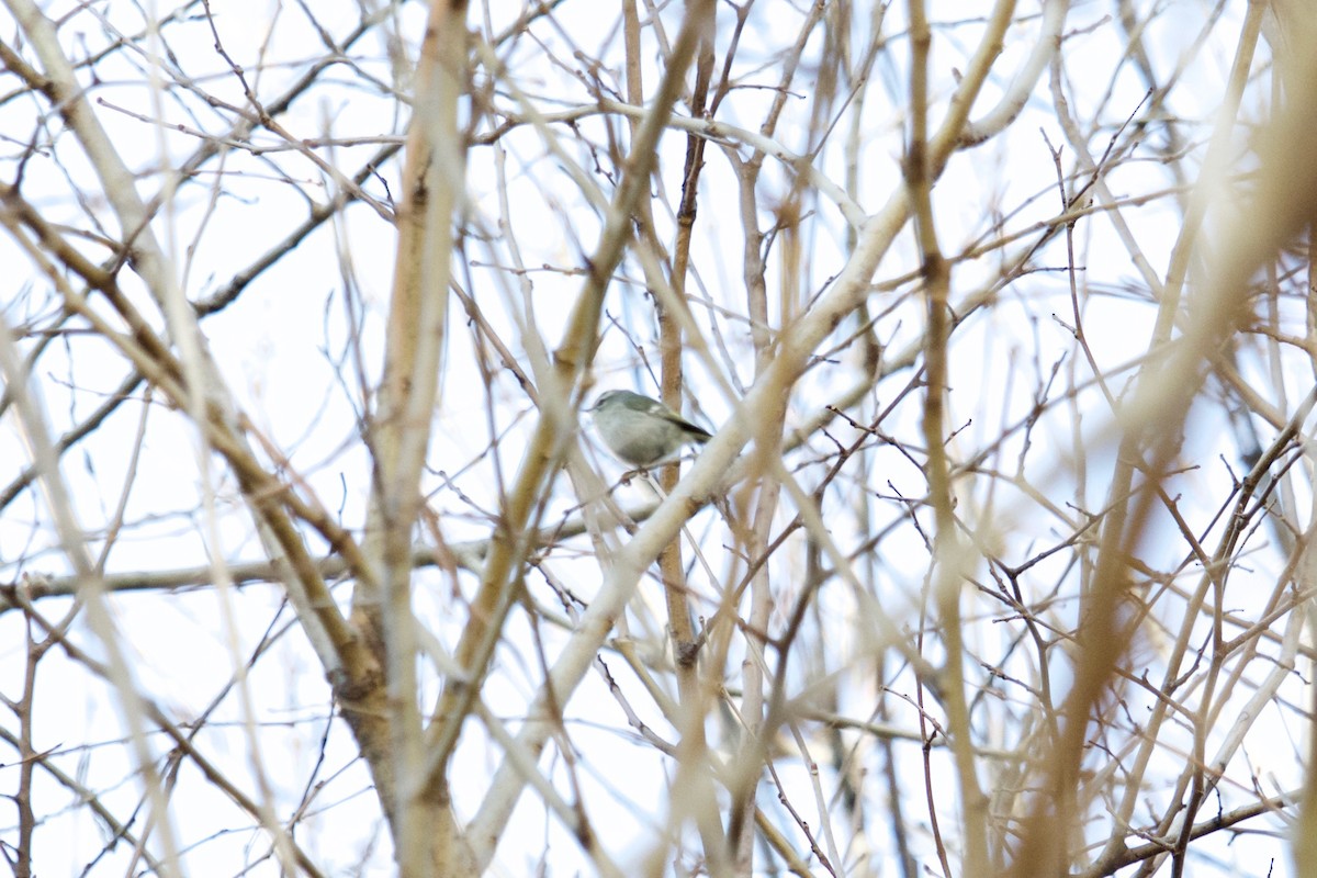 Golden-crowned Kinglet - ML410013531