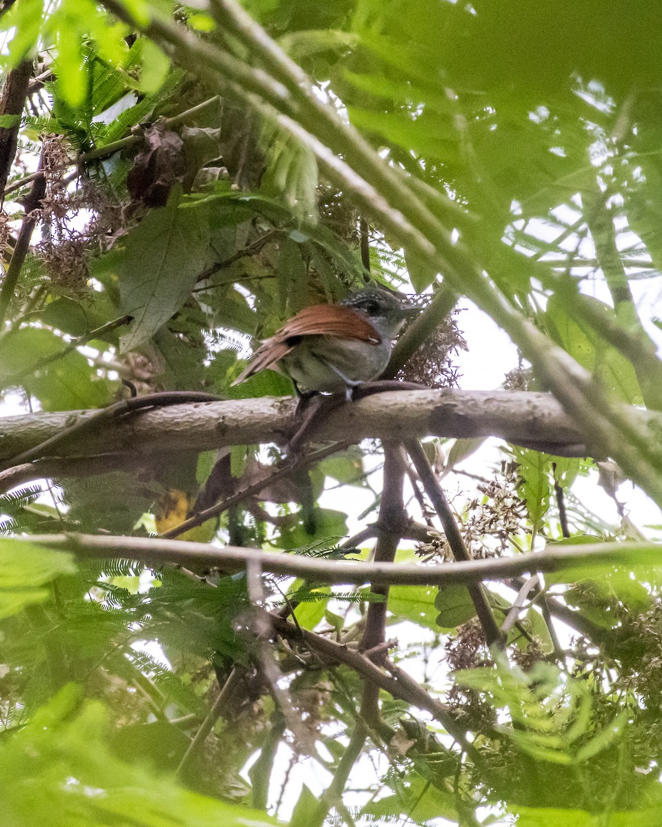 Rufous-backed Antvireo - Hank Davis