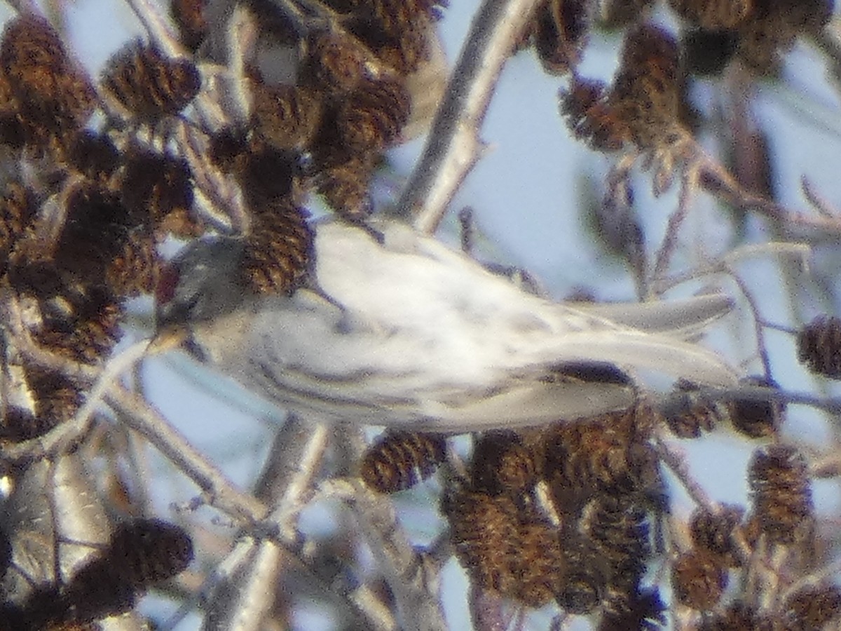 Common Redpoll - ML410014991