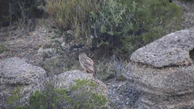 Lesser Horned Owl - ML410015771
