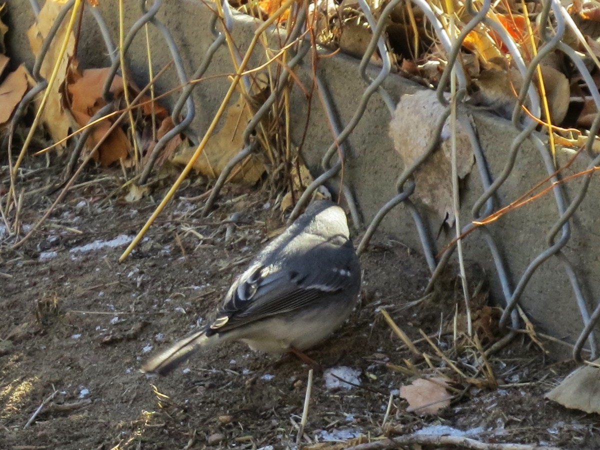 Dark-eyed Junco (White-winged) - ML410015951