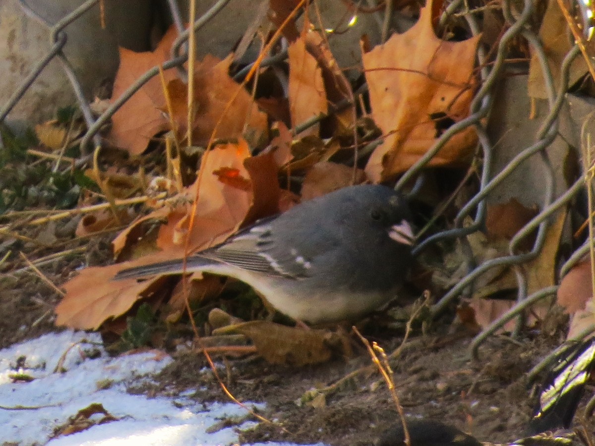 Dark-eyed Junco (White-winged) - ML410015961