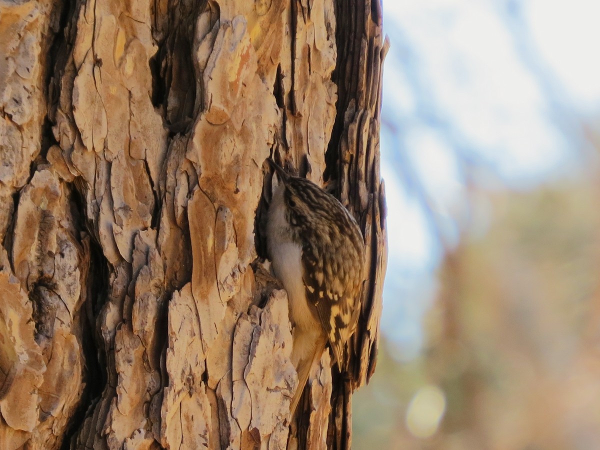 Brown Creeper - ML410016151