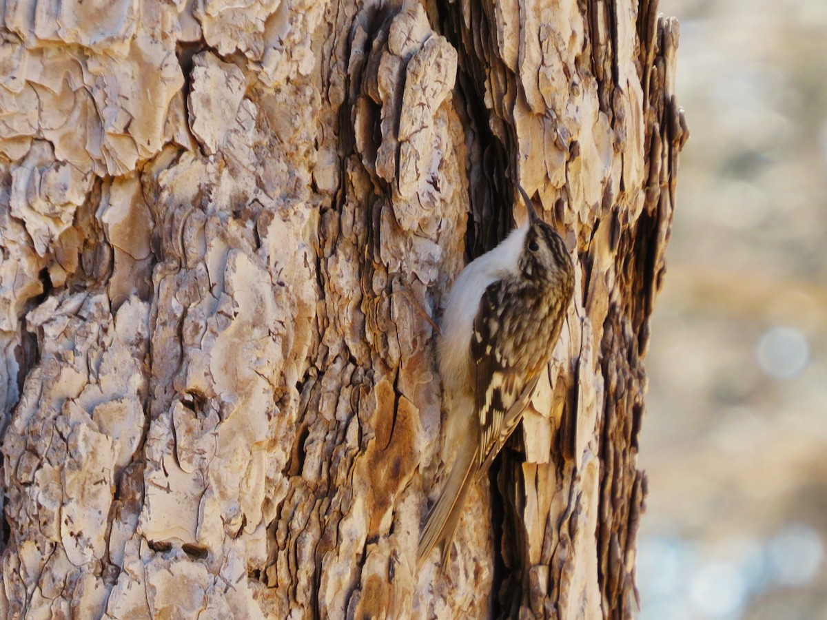 Brown Creeper - ML410016231