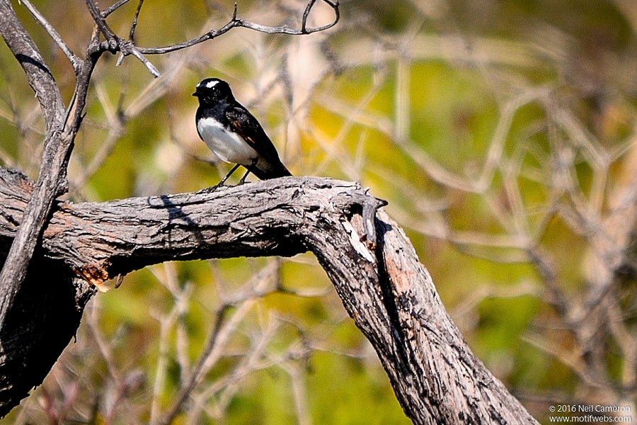 Willie-wagtail - ML410016451